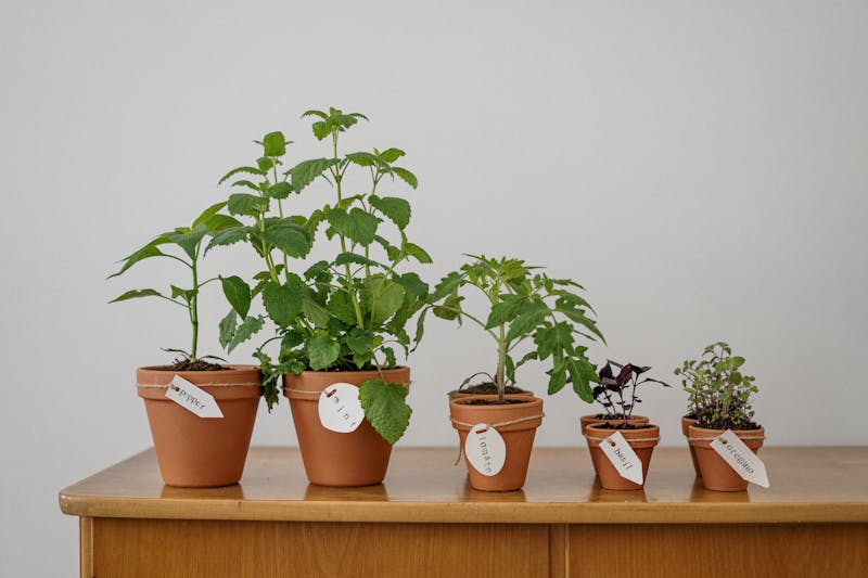 Five labeled herb pots on a wooden counter